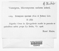 Uromyces sparsus image